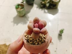 -中环花鸟鱼虫市场