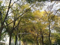 -三里屯东五街银杏大道