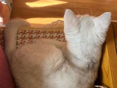 -喵百万·布偶·蓝金金渐层英短·猫舍(百子湾店)
