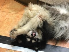 -more than meow吴止猫主题餐厅(承德 中船汇店)