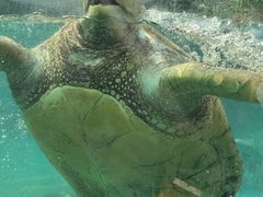 -海合安成都极地海洋公园