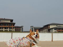 -宠福鑫康馨动物医院·骨科·眼科