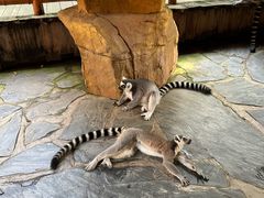 -北京野生动物园