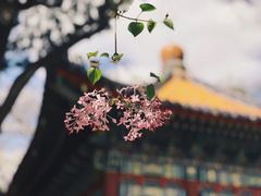 -故宫博物院(故宫)