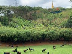 -西双版纳勐泐文化旅游区