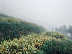 -紫鹊界梯田景区