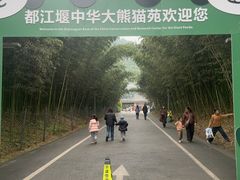 -都江堰中华大熊猫苑