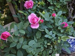 -平吉花卉市场