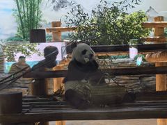 -西霞口神雕山野生动物世界