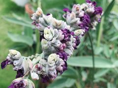 -三圣花乡旅游区