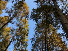 -黄海国家森林公园