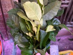 -珠江夜游省总码头