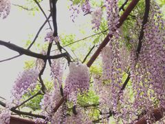 景点-嘉定紫藤园