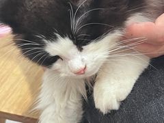 -楼上猫咖(罗湖店)