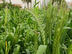 -前小桔亲子创意农场·草莓采摘·露营烧烤