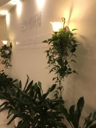 -碧莲盛·不剃发植发