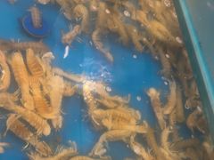 -海天盛宴新派海鲜自助餐厅(群力店)