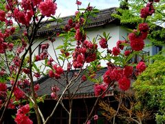 -东山雕花楼