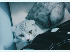 -喵的天空名猫咖啡馆·撸猫·猫舍·用品