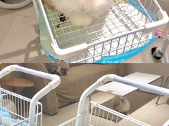 -怪兽屋·羊驼·猫咖·狗咖(俊华广场店)