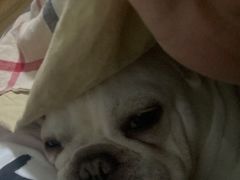 -美联众合动物医院·24h转诊中心