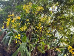 -深圳仙湖植物园