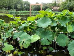 -陈家山荷花公园
