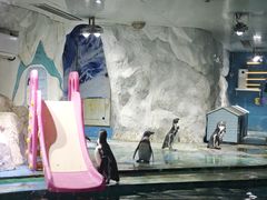 -北戴河圣蓝海洋公园