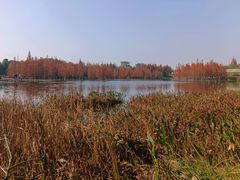 -白鹭湾湿地公园