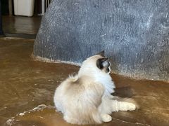-猫猫幼稚园·撸猫·桌游·电玩