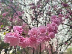 -丰台花园