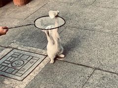 -静安别墅