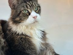 -豆逗聊愈猫阁Easy Life