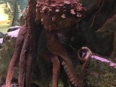 -西雅图水族馆