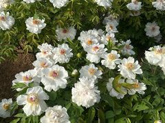 -洛阳市隋唐城遗址植物园