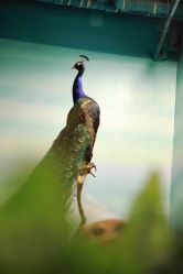 -酷嗒动物文化乐园(cutezoo西溪乐天城店)