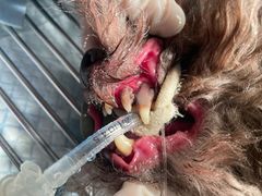 -汪喵宠物医院·骨科心脏影像·犬猫急重症ICU诊疗中心(成华分院)
