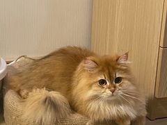 -佳雯宠物医院·皮肤科·内外科(春晓路分院)