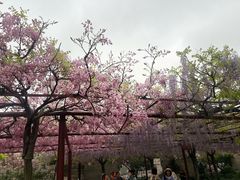 -嘉定紫藤园