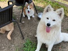 -趣多多宠物公园·宠物训犬学校·宠物寄养