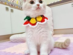 -喵zoo家庭繁育猫舍(尖东智能花园店)