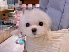 -FAELING PETS美天灵宠物(富力广场店)