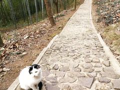 -上海佘山国家森林公园天马山园