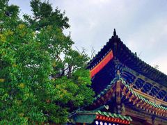 -塔尔寺-菩提树