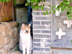 -龙华寺