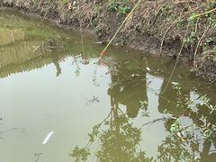 -南汇新场正宗水蜜桃采摘