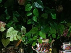 门面-Antalya安塔利亚土耳其餐厅(猎德店)