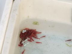 -清平路水族市场