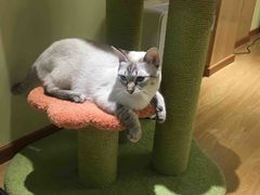 -猫和宫(六道口店)