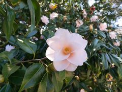 -名古屋城